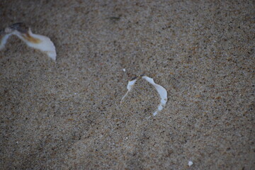 in the photo is a scallop shell of one of the species of sea scallops