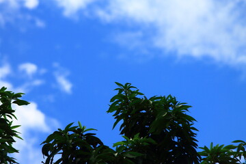 palm trees against blue sky