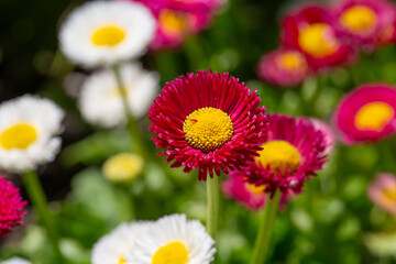 White Magenta Pink English Daisy, Bellis Perennis, Pomponette, Asteraceae, Herbaceous, Perennial, Fleabane, Bellis Annua, 