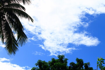 palm trees against blue sky
