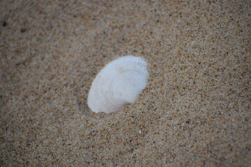 in the photo is a scallop shell of one of the species of sea scallops