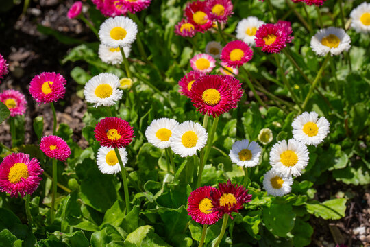 White Magenta Pink English Daisy, Bellis Perennis, Pomponette, Asteraceae, Herbaceous, Perennial, Fleabane, Bellis Annua, 