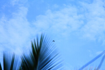 green grass and blue sky