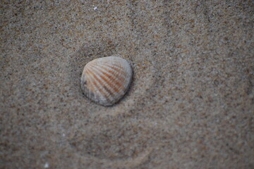 in the photo is a scallop shell of one of the species of sea scallops