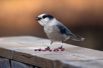 Canada Jay Perisoreus canadensis enjoying the free hand outs in Algonquin Park Ontario Canada