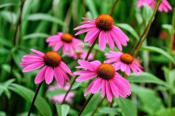 Group of an echinacea flower (purple coneflower).