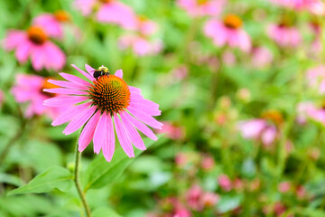 Bumblebee on an echinacea flower (purple coneflower) on a summer day.