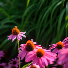 Bee on an echinacea flower (purple coneflower) on a summer day.