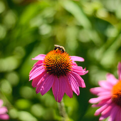 Bumblebee on an echinacea flower (purple coneflower) on a summer day.
