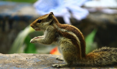 squirrel in the park