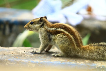 squirrel in the park