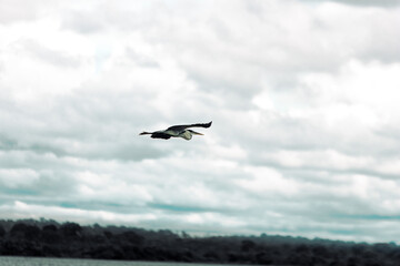 bird in flight