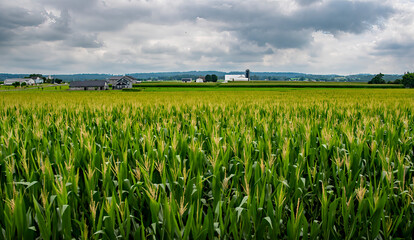 Green corn plants stretch across the landscape under a cloudy sky. Farms and silos are visible in the background, showcasing rural agricultural life during the summer season.