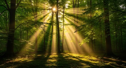 Naklejka premium Sunlight streaming through dense forest canopy creating ethereal light rays and shadows on the ground cover
