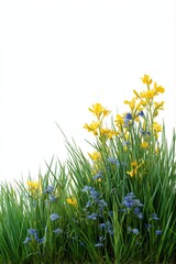 Vibrant yellow and blue wildflowers among green grass on white background