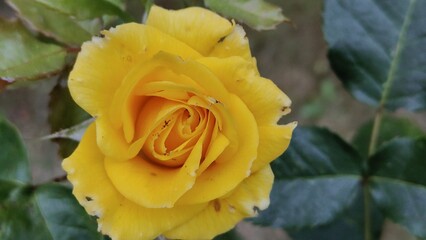 in the photo is a rose of the Harrisons Yellow variety