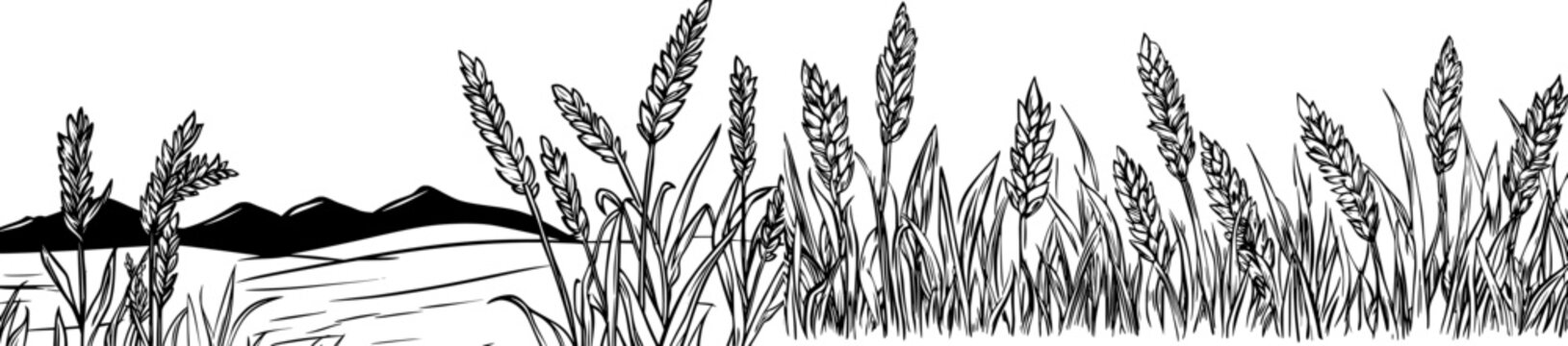 Realistic wheat spike and green leaves on white background, in a seamless horizontal border pattern, illustrating modern cereals agriculture