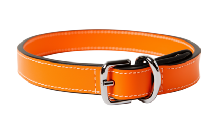 An orange dog belt with a shiny silver buckle displayed on a plain white background or transparent png 