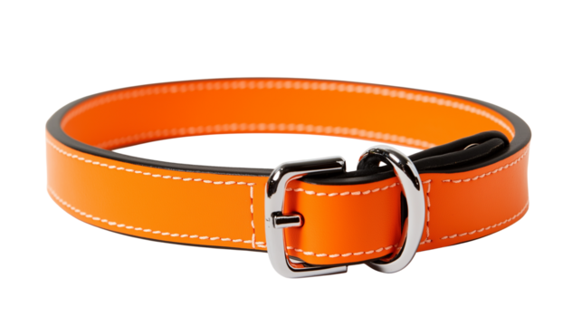 An orange dog belt with a shiny silver buckle displayed on a plain white background or transparent png 