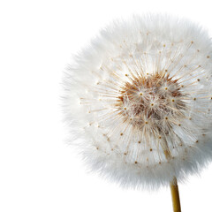 Fototapeta premium Dandelion seed head close-up, studio shot, black background, nature photography, for website design