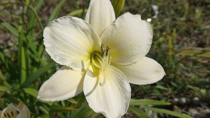 Obraz premium The daylily in the photo is probably the Arctic Show variety.