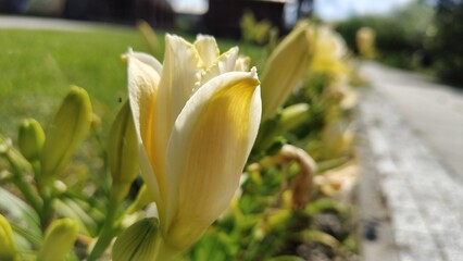 The daylily in the photo is probably the Arctic Show variety.