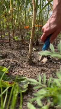 Close up video of farmer hands digging garlic bulbs from soil on a garden bed with a shovel during harvest season in countryside farm
