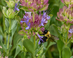 A closeup of a Bumblebee attracted to the purple flowers and aromatic leaves of the Mojave Sage plant (Salvia pachyphylla) a fragrant, drought tolerant perennial.