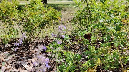 in the photo a butterfly sitting on a lavender flower
