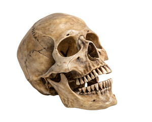 Obraz premium Human Skull with Sharp Teeth – Isolated on White Background – PNG – GENERATIVE AI