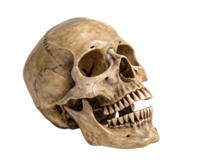 Human Skull with Sharp Teeth – Isolated on White Background – PNG – GENERATIVE AI