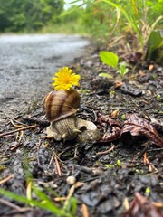 Snail with dandelion flower on its shell crawling on forest trail