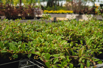 Lush green plants fill pots in a commercial nursery, showcasing healthy growth. The dense foliage is indicative of well-maintained horticultural practices, perfect for gardening enthusiasts.