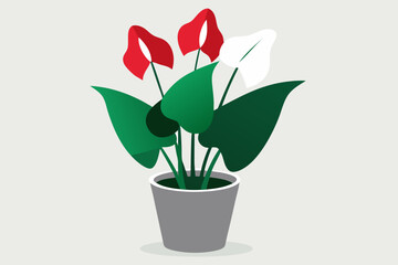  a potted anthurium plant displays striking white
