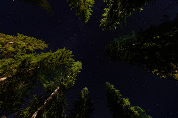 Milky Way galaxy shining over a dark forest.