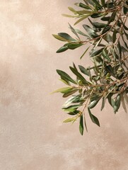 minimalistic nature concept with copy space elegant olive tree leaves on neutral soft pastel beige wall copy space image place for adding text or design