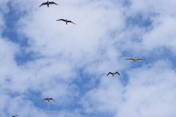 Photo of a silver martin seagull flying in the sky.