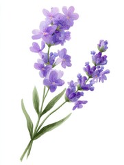 pastel watercolor of a small sprig of lavender with delicate purple flowers and green leaves isolated on white background minimalistic for greeting cards banners high quality and detail