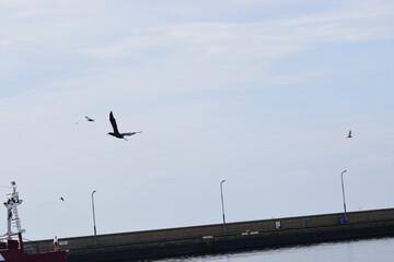 Photo of a silver martin seagull flying in the sky.