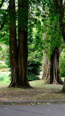 Naklejka premium path in the forest