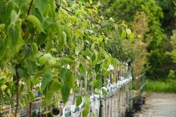 Lush green birch trees in pots for sale. Landscaping, gardening, or ornamental purposes. Evergreen plants in cultivated garden. Close up.