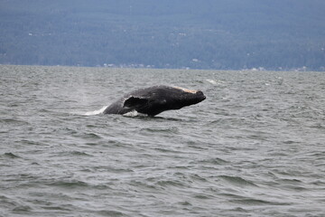 Obraz premium Humpback whale arching down towards the waves during it breaching