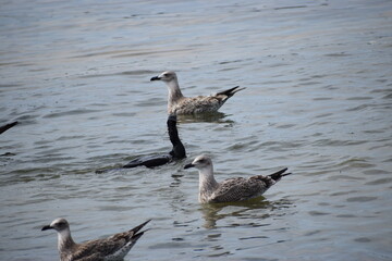 seagulls and cormorants in the sea