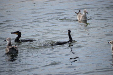 seagulls and cormorants in the sea