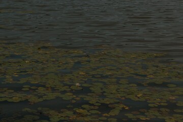 rule of thirds lotus flower