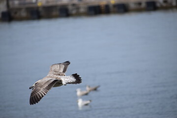 In the photo, seagulls are flying over the water.