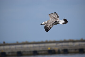 The photo shows a seagull with a white head. It flies against the sky.