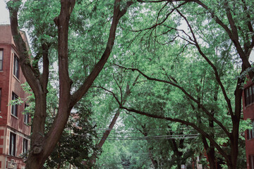green tree branch archway in chicago