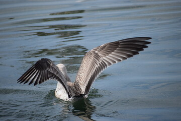 In the photo, seagulls are flying over the water.