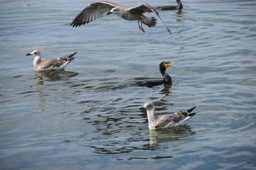 In the photo, seagulls are flying over the water.